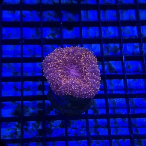 Lobophyllia