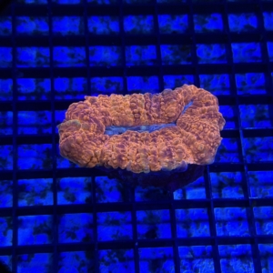 Lobophyllia