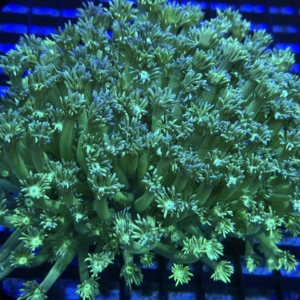 Green Goniopora