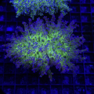 Frogspawn