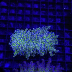Frogspawn