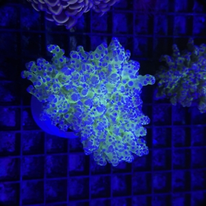 Frogspawn