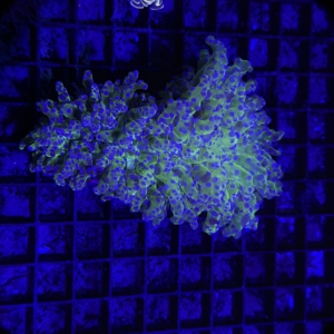 Frogspawn