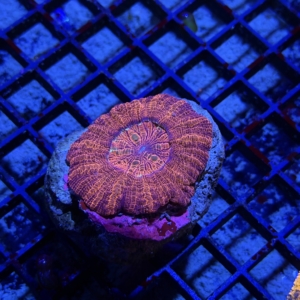 Acan maxima