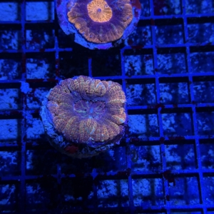 Acan maxima