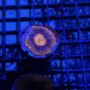 Acan maxima