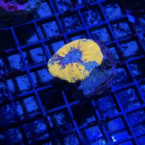 Scolymia vitensis