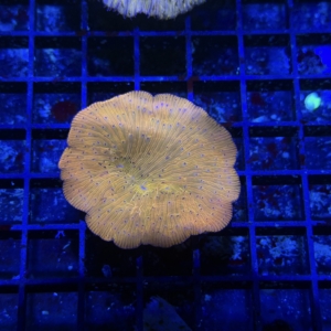 Plate Coral