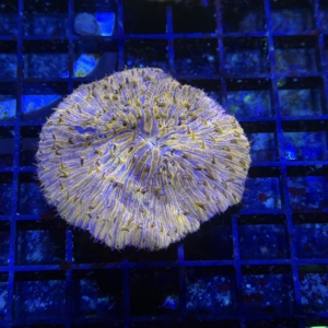 Plate Coral