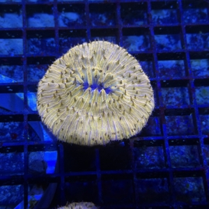 Plate Coral