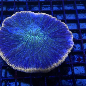 Plate Coral