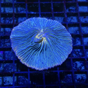 Plate Coral