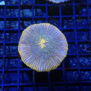 Plate Coral