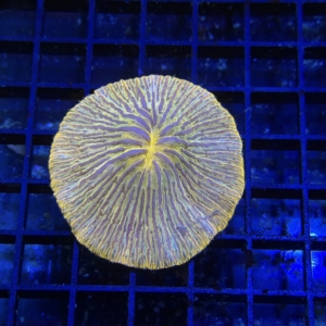 Plate Coral