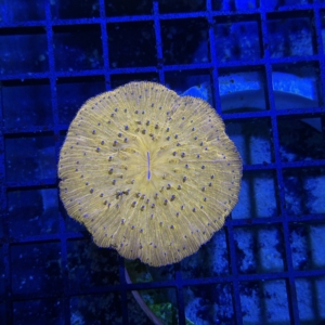 Plate Coral