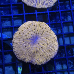Plate Coral