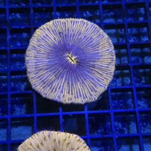 Plate Coral