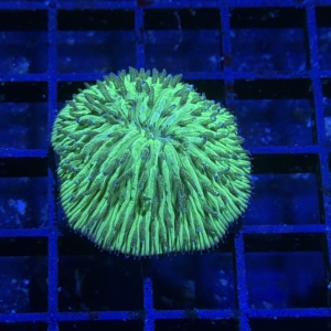 Plate Coral