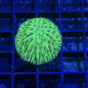 Plate Coral