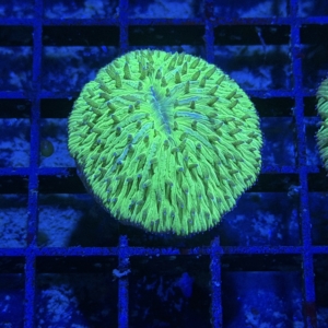 Plate Coral