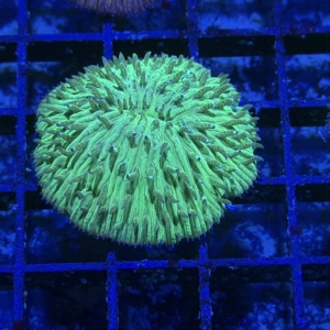Plate Coral