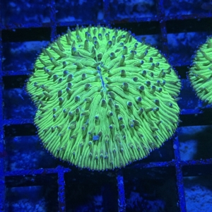 Plate Coral