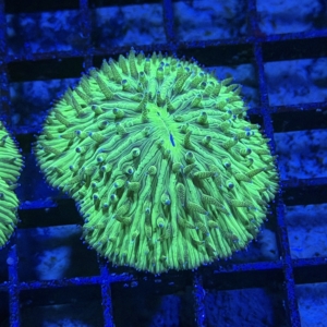Plate Coral