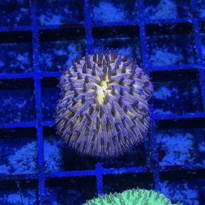 Plate Coral