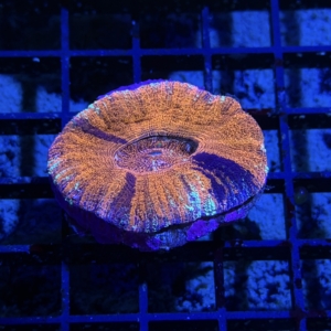 Scolymia