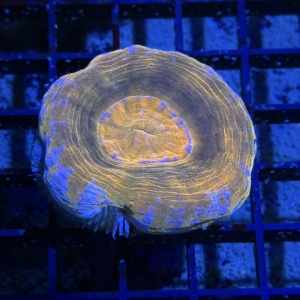 Scolymia