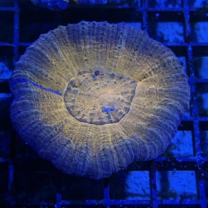 Scolymia