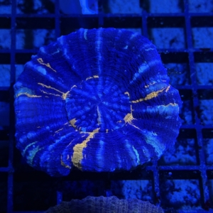 Scolymia