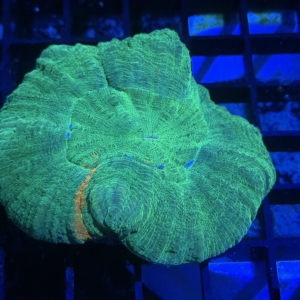 Scolymia