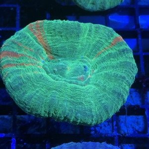 Scolymia