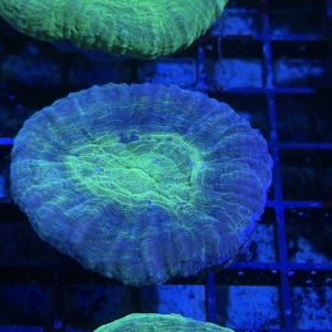 Scolymia