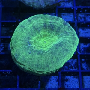 Scolymia
