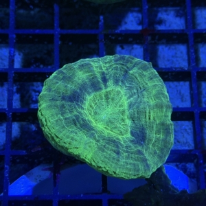 Scolymia