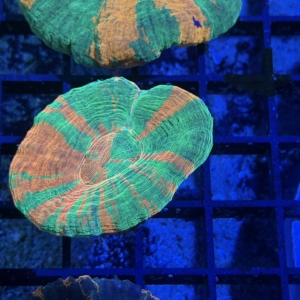 Scolymia