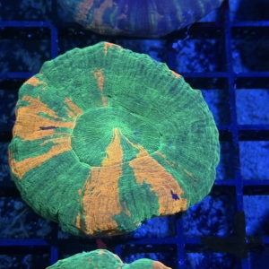 Scolymia