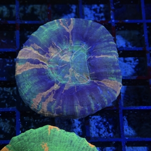 Scolymia
