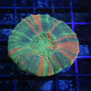 Scolymia