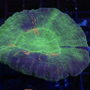 Scolymia