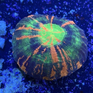 Scolymia