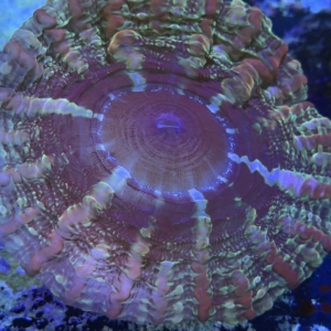 Indophyllia