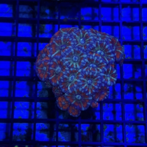 Acan