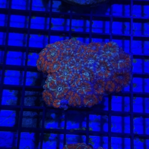 Acan