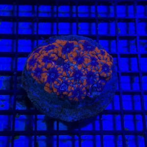 Acan