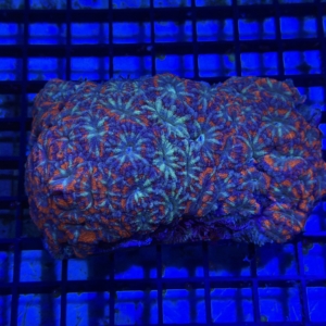Acan