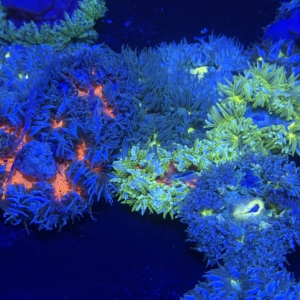 Rock Anemone