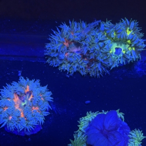 Rock Anemones